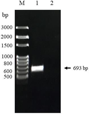 Recombinant expression and characterization of Canine circovirus capsid protein for diagnosis